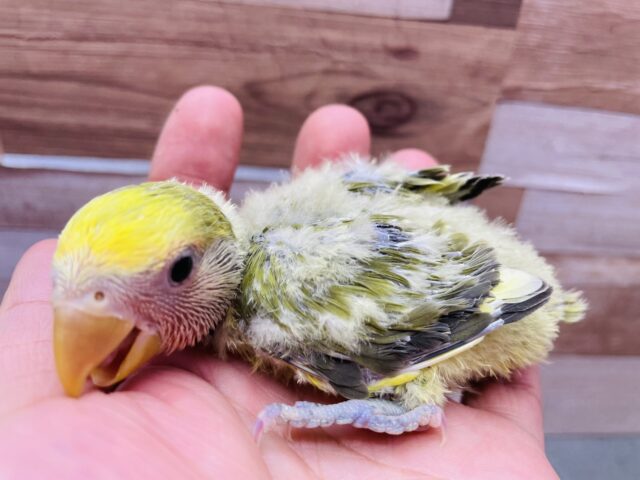 コザクラインコ（小桜インコ）