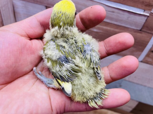 コザクラインコ（小桜インコ）