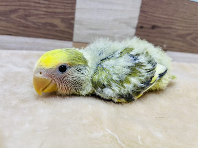 コザクラインコ（小桜インコ）