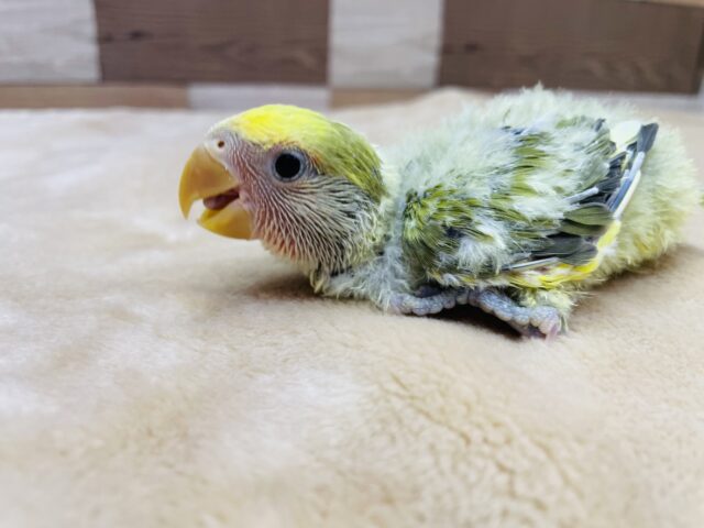 コザクラインコ（小桜インコ）