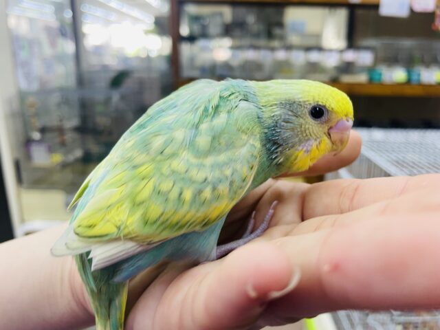 セキセイインコ