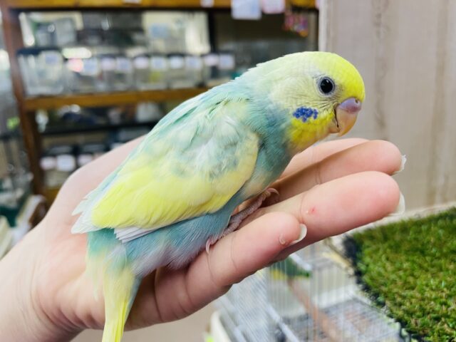 セキセイインコ