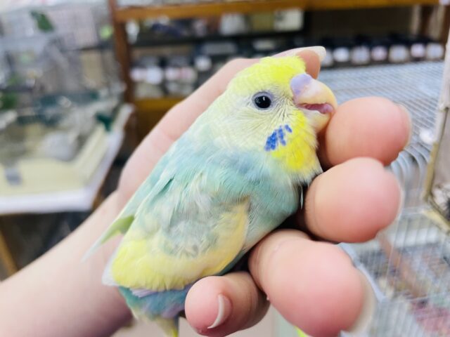 セキセイインコ