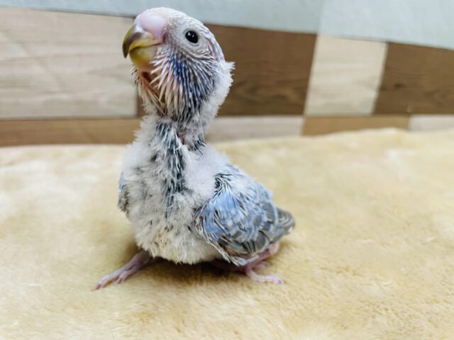 セキセイインコ