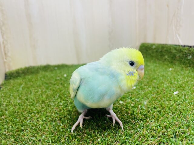 セキセイインコ