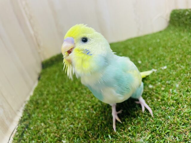 セキセイインコ