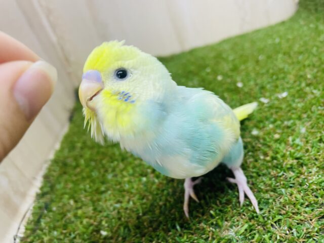 セキセイインコ