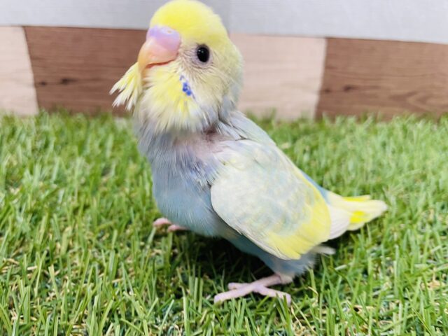 セキセイインコ