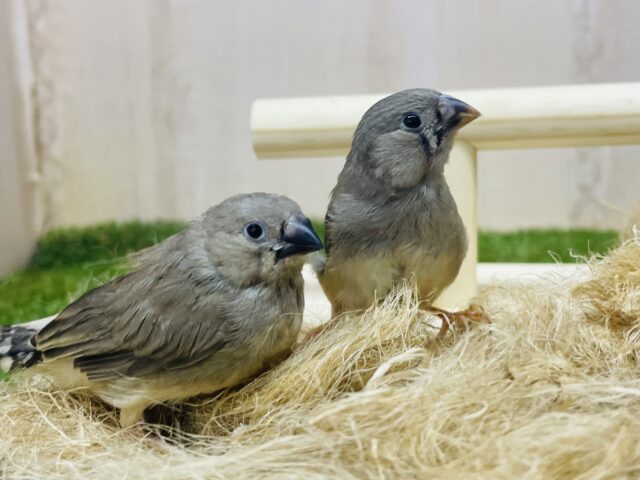 錦花鳥（キンカチョウ）