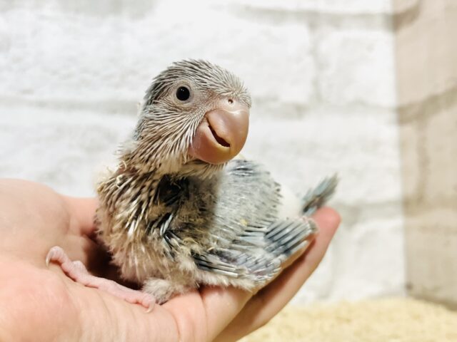 オキナインコ