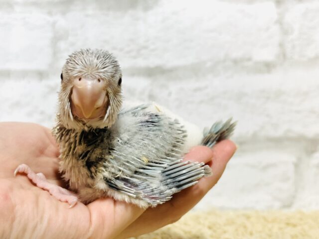 オキナインコ