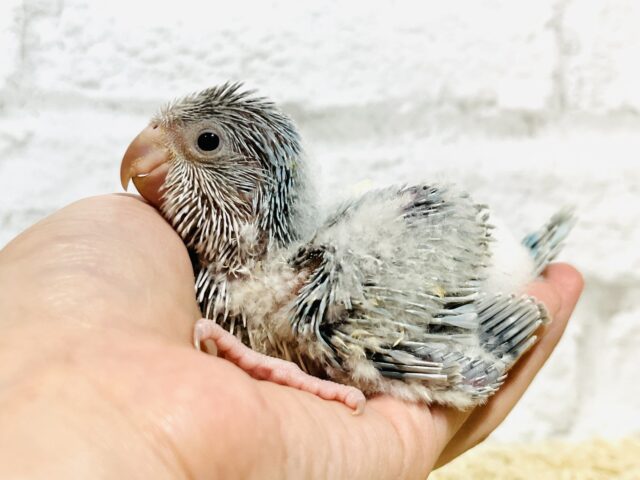 オキナインコ