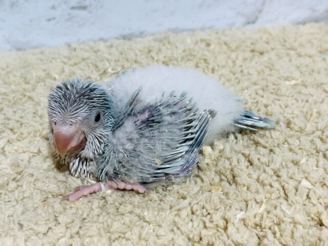 オキナインコ