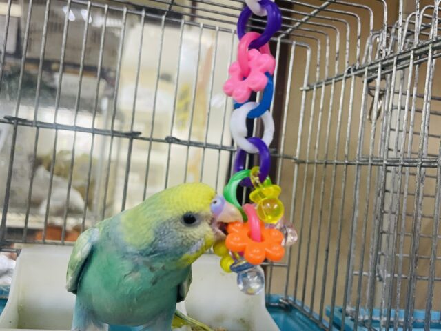 セキセイインコ