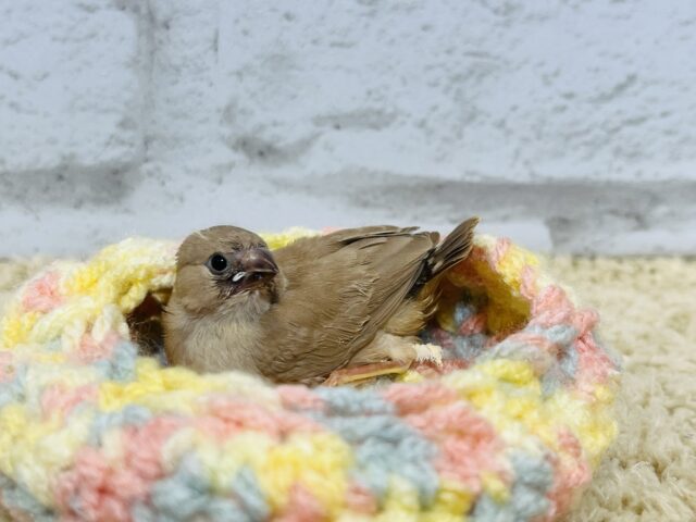 錦花鳥（キンカチョウ）