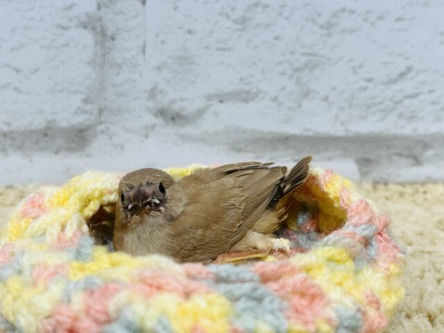 錦花鳥（キンカチョウ）