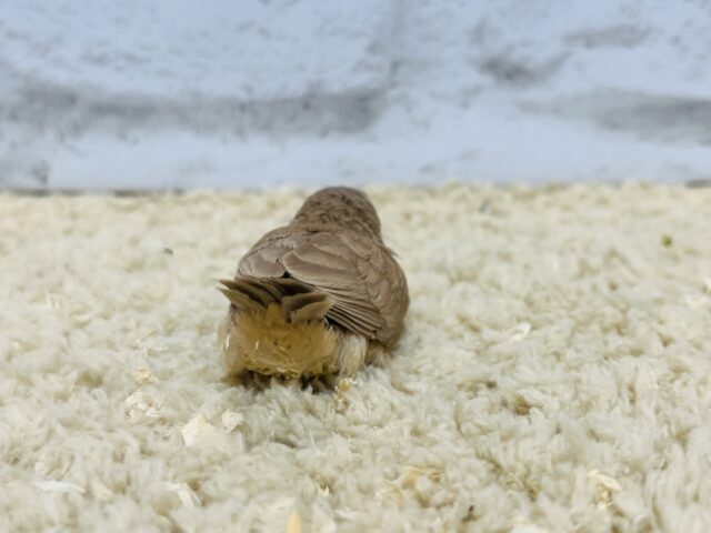 錦花鳥（キンカチョウ）