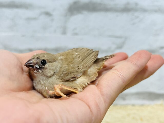 錦花鳥（キンカチョウ）