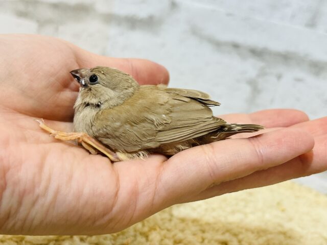 錦花鳥（キンカチョウ）