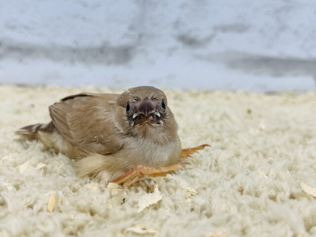 錦花鳥（キンカチョウ）
