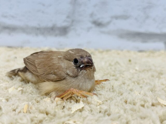 錦花鳥（キンカチョウ）