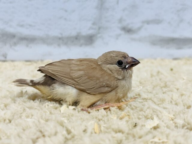 錦花鳥（キンカチョウ）