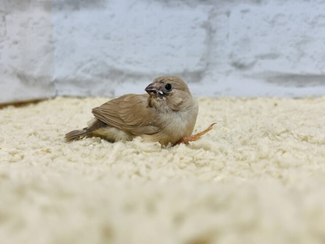 錦花鳥（キンカチョウ）