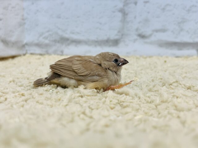 錦花鳥（キンカチョウ）