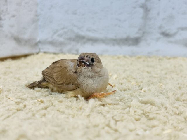 錦花鳥（キンカチョウ）