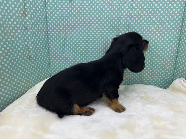 ミニチュアダックス