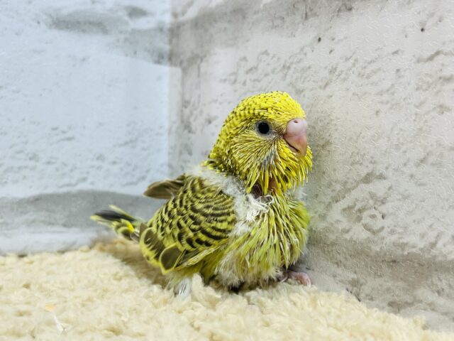 ジャンボセキセイインコ