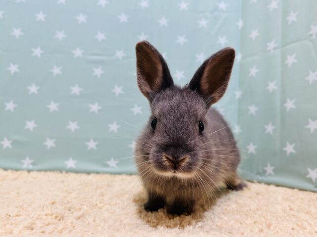 ネザーランドドワーフ