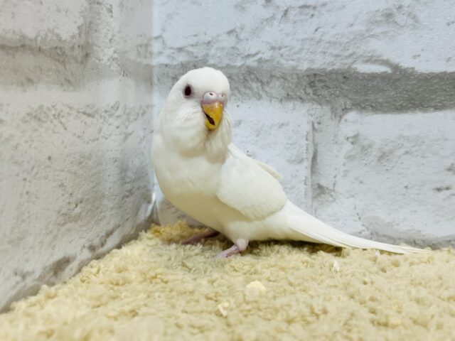 セキセイインコ