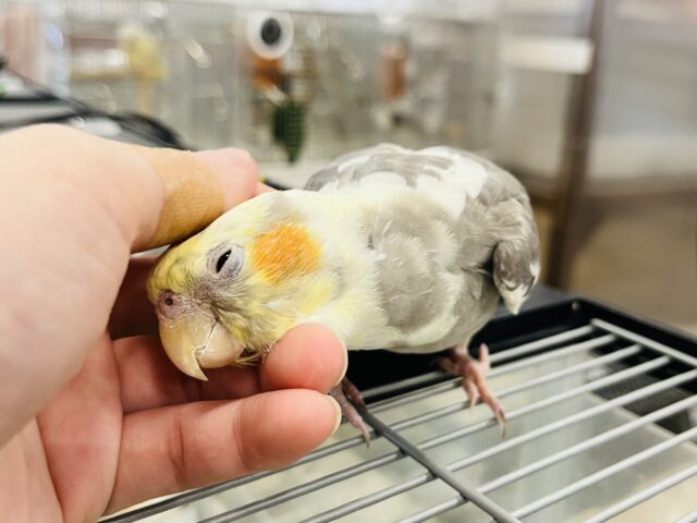 オカメインコ