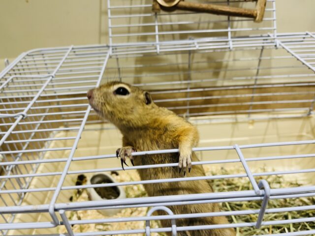 リチャードソンジリス