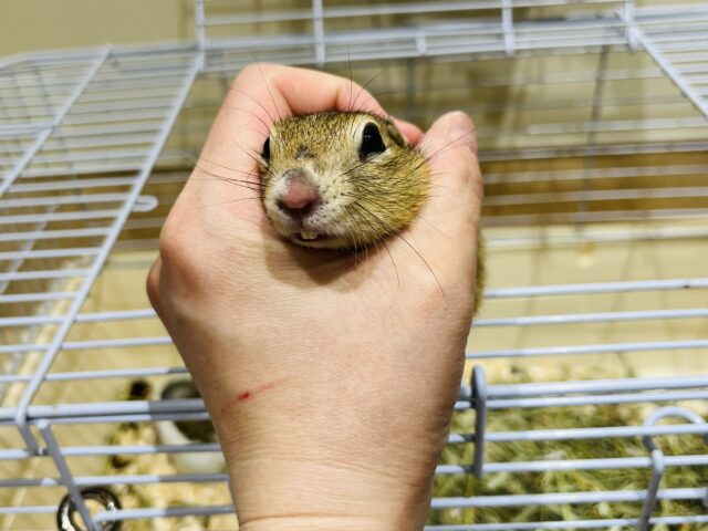 リチャードソンジリス