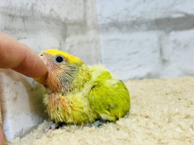 コザクラインコ（小桜インコ）