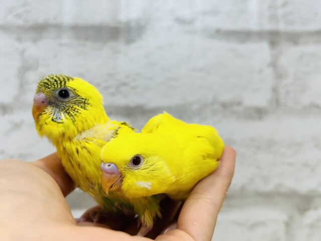 セキセイインコ
