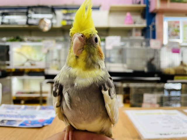 オカメインコ