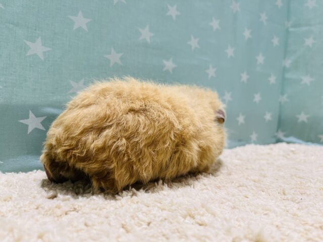 テディモルモット