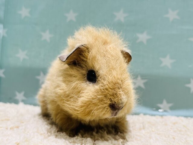 テディモルモット