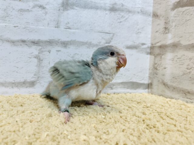 オキナインコ