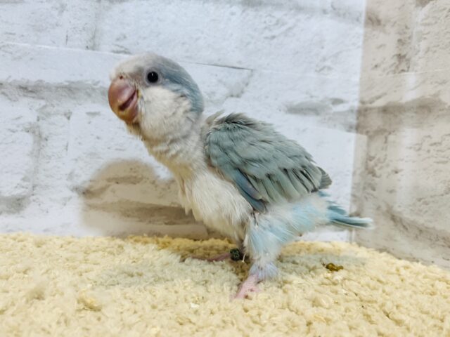 オキナインコ