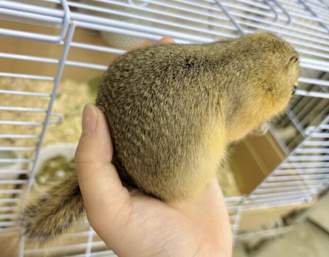 リチャードソンジリス