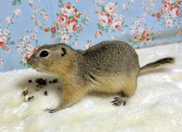 リチャードソンジリス