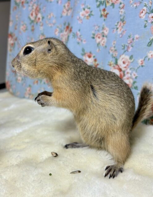 リチャードソンジリス