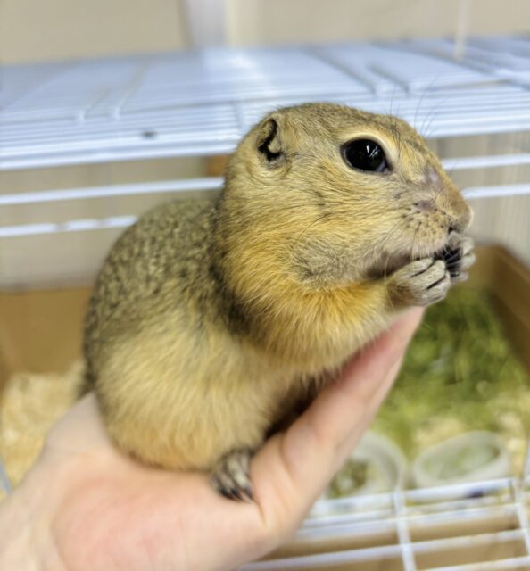 リチャードソンジリス