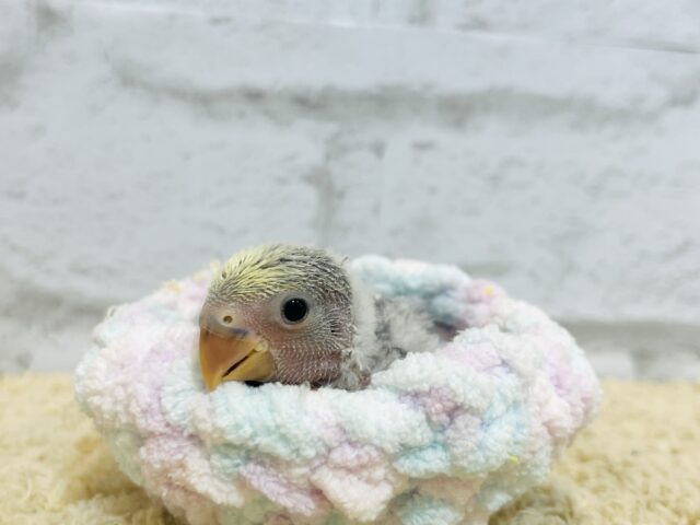 コザクラインコ（小桜インコ）