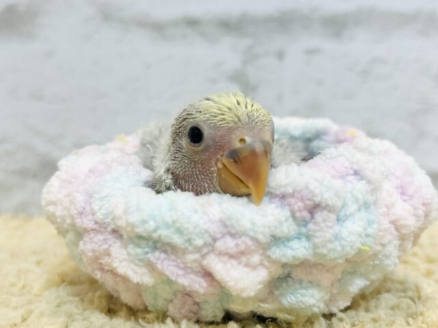 【最新画像・動画更新🪄】うるうるのおめめに吸い込まれちゃう🫧コザクラインコ(バイオレットパイド) ヒナ コザクラインコ(小桜インコ)