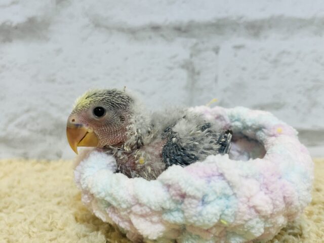 【最新画像・動画更新🪄】うるうるのおめめに吸い込まれちゃう🫧コザクラインコ(バイオレットパイド) ヒナ コザクラインコ(小桜インコ)